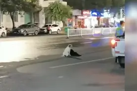 重情义！主人出车祸被救护车接走，两条狗狗趴路中间静静等待视频封面
