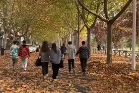 落叶铺满校园道路，女生：有电影场景的感觉视频封面