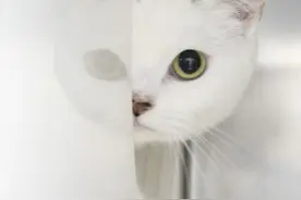 西媒：猫咪为什么喜欢“躲猫猫”？图片