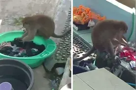印尼一只猴子帮妇女洗衣服 搓洗拧干有模有样图片