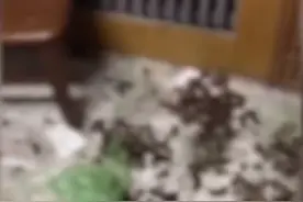 女子退租后留下满屋狗屎 刺鼻的恶臭令人作呕 房主已向法院起诉图片