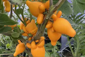 周末来看花！第二届成都国际花博会在温江开幕图片