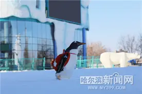 大雪初晴“淘学企鹅”开启今冬巡游 第一站打卡哈尔滨极地公园图片