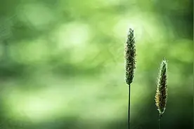 潘凯雄丨“抖落思想的尘埃”：看阎晶明的新作《箭正离弦——〈野草〉全景观》图片