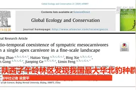 陕西子午岭林区发现我国最大华北豹种群视频封面