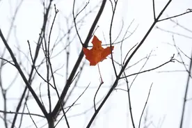 明天小雪郑州小雪？冷空气将加大市区降雪可能性图片