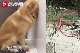 主人教唆金毛偷鸡300多只图片