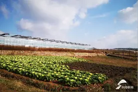 从穷山沟到美田园 500万贷款让沂南这个“空心村”飘出中药芬芳图片