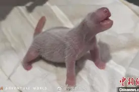 好消息！中国旅日大熊猫良浜生宝宝了！是个“男孩”图片