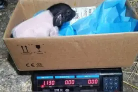 奶萌奶萌！浙江首批克隆猪宝宝出生了！为了猪妈妈的安全 产房选了远离村庄远离人群的东阳一处深山老林图片