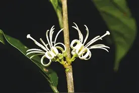 密花八角枫云南植物发现新物种图片