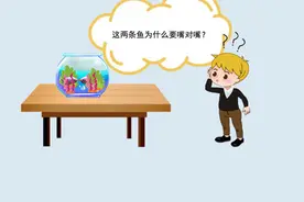 有一种鱼会“接吻”，你知道吗？图片