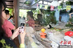 大熊猫兄弟贡贡、舜舜“落户”海南两周年图片