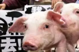 “猪事”不利！美国人不想吃的，都甩给了台湾图片