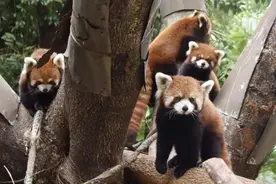 这也太萌了吧！四只小熊猫安家深圳图片