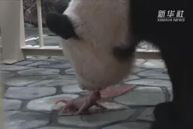 又一大熊猫宝宝在日本诞生，母子健康视频封面