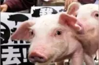 “猪事”不利！美国人不想吃的，都甩给了台湾图片