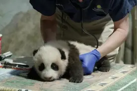 美国国家动物园再次关闭，但通过网络摄像头分享熊猫幼崽“小奇迹”的近况图片