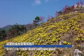 这里的金丝皇菊竞相开视频封面
