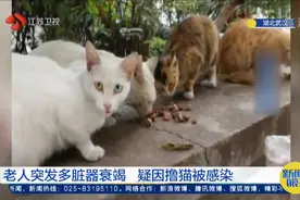老人突发多脏器衰竭，疑因撸猫被感染，和流浪动物亲密接触须谨慎视频封面