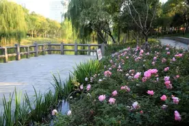 转发微博Qzone微信去打卡吧，杭州这条明星河道不仅水清，岸边也变漂亮了图片