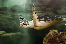 野生薮猫成居家萌宠？上海动物园今年收容981只野生动物，史上数量最多图片