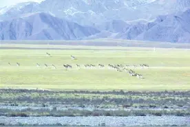 甘肃 祁连山国家公园发现大种群西藏野驴图片