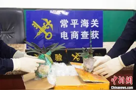 申报女上衣实为濒危植物 海关查获兰花“金童玉女”图片