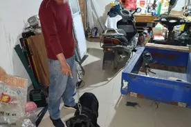 见树丛里的拉布拉多很可爱，男子买菜路上“顺手牵狗”图片