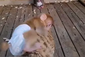 老虎屁股摸不得？小猴子骑在老虎背上玩耍，网友：猴生巅峰图片
