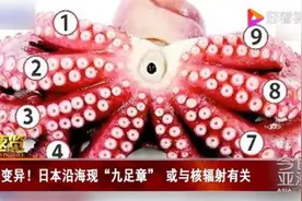 日本沿海现九足章或与核辐射相关 九足章照片曝光令人恐惧图片