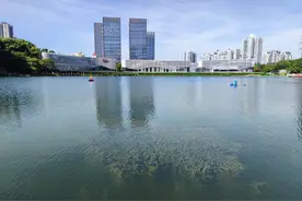 从“臭水沟”到“风景区”重庆两江新区吴家湾水库“变身记”图片