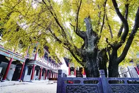 千年银杏树披金装 在滨河国际新城遇见最美的冬天图片