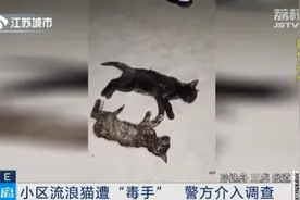 小区地下车库多只流浪猫遭“毒手”！背后问题引人深思……图片