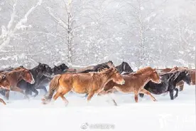 冬日一景！看新疆昭苏牧民雪地练马图片