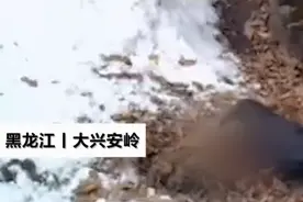 难以想象！大兴安岭一只野猪活生生被2只乌鸦吃掉，红外相机拍下全过程图片