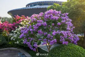 最新榜单！杭州公园（景区）、道路、滨水绿地，高架绿化，最佳最差结果出炉图片
