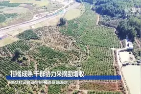 柑橘成熟 干群协力采摘助增收视频封面