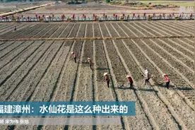 福建漳州：水仙花是这么种出来的