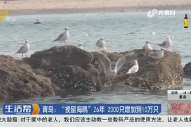 从2000只到10万只,青岛坚持“挽留海鸥”行动26年,海鸥盘旋美如画视频封面