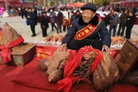 汝阳：红薯“打擂”，单株重133斤夺“薯王”，重量抵上一名成年人图片