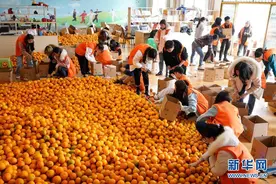 公益助农缓解柑橘采摘销售难图片