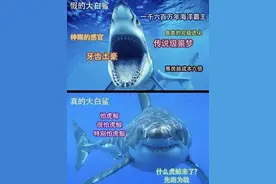 困扰学界百年的一盘鲨鱼牙——旋齿鲨图片