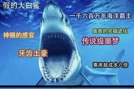 困扰学界百年的一盘鲨鱼牙——旋齿鲨图片