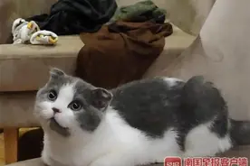 广西一学生在宿舍养猫被没收 学校：禁止养宠，已提前告知处理图片