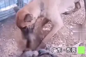 泪目！小狗死后，狗妈妈多次挖坑却不舍真正掩埋：狗粮都不吃了图片