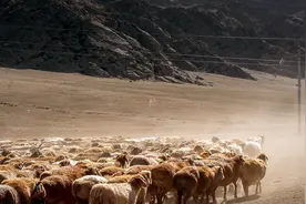 火遍全网的可可托海牧羊人，本尊是这个样子图片