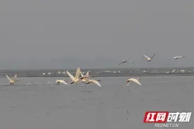重识母亲湖④丨李跃龙：内湖，被忽略的洞庭湖家底图片