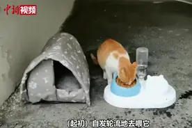 这个消防队门口有只小猫在站岗？原因超暖心......图片