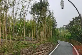 把竹子“吃”活，四川这个“竹村”3年兴起20多家农家乐图片